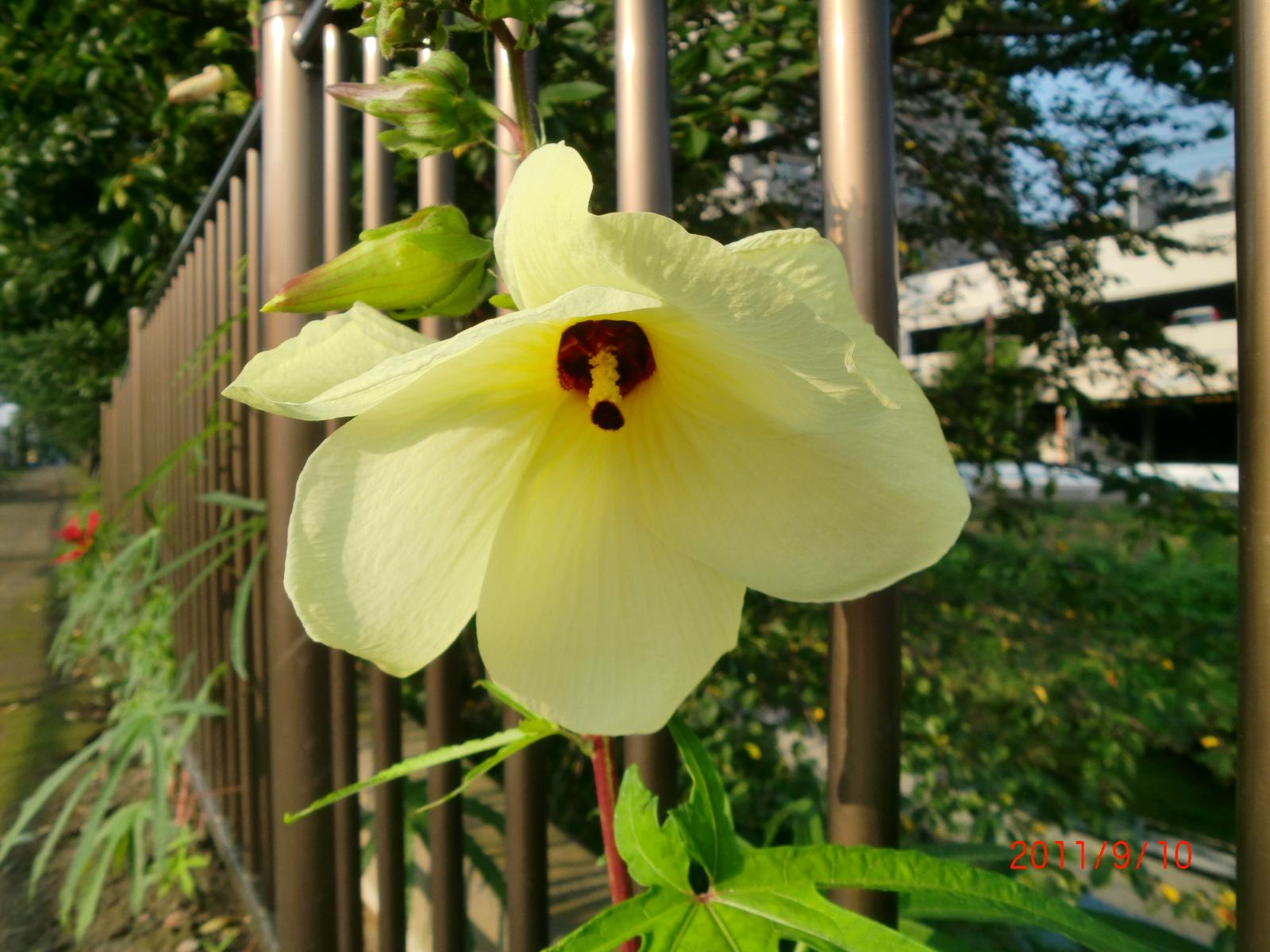 �Ẳԃg�g���A�I�C�̓n�C�r�X�J�X��I�N���̒��Ԃł��B