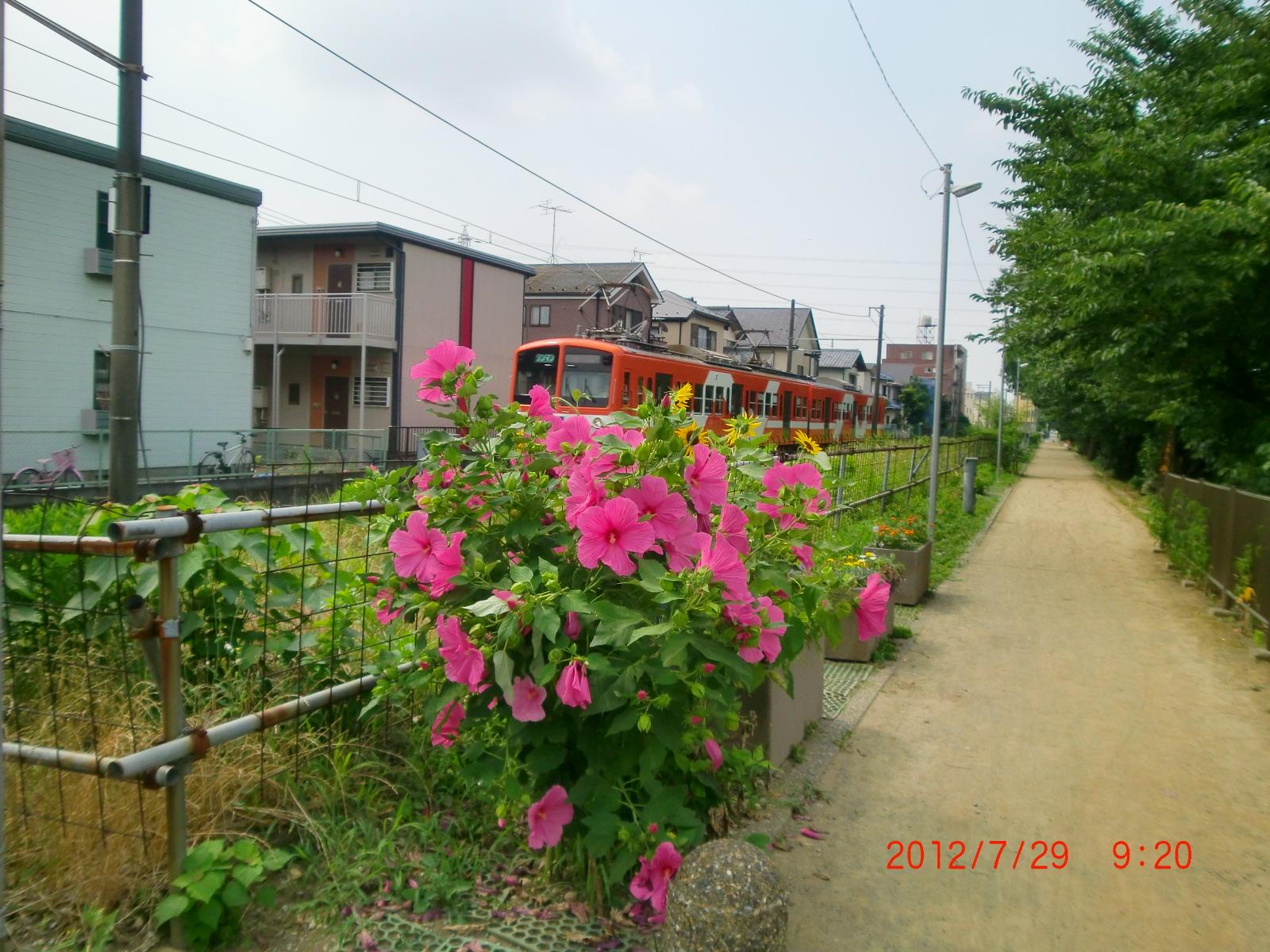 2012�N�A�����J���t���E���A���炫�ւ�B