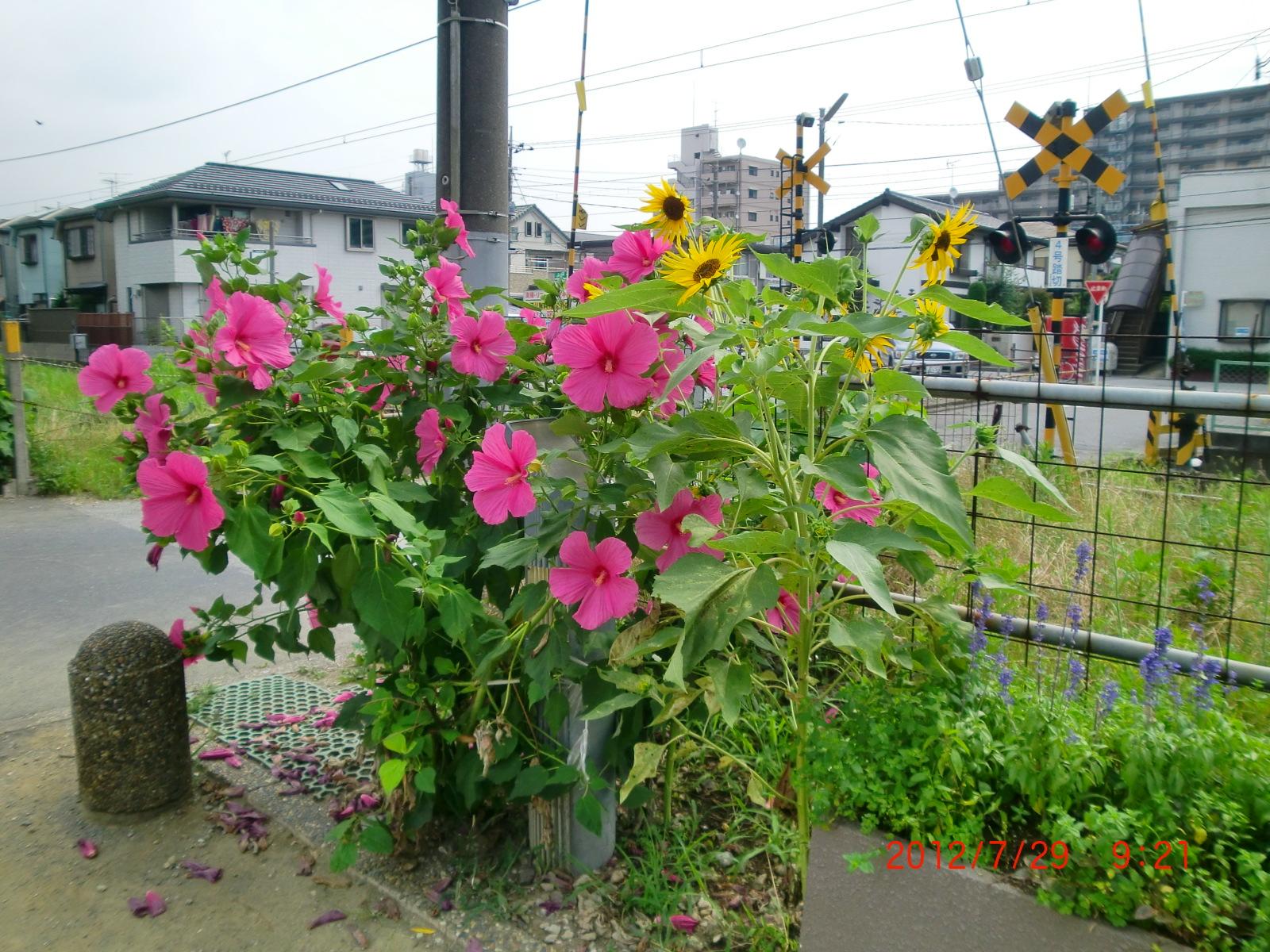 2012�N�A�����J���t���E�����o�����̓��؋߂��ɑ�R�̉Ԃ����܂����B