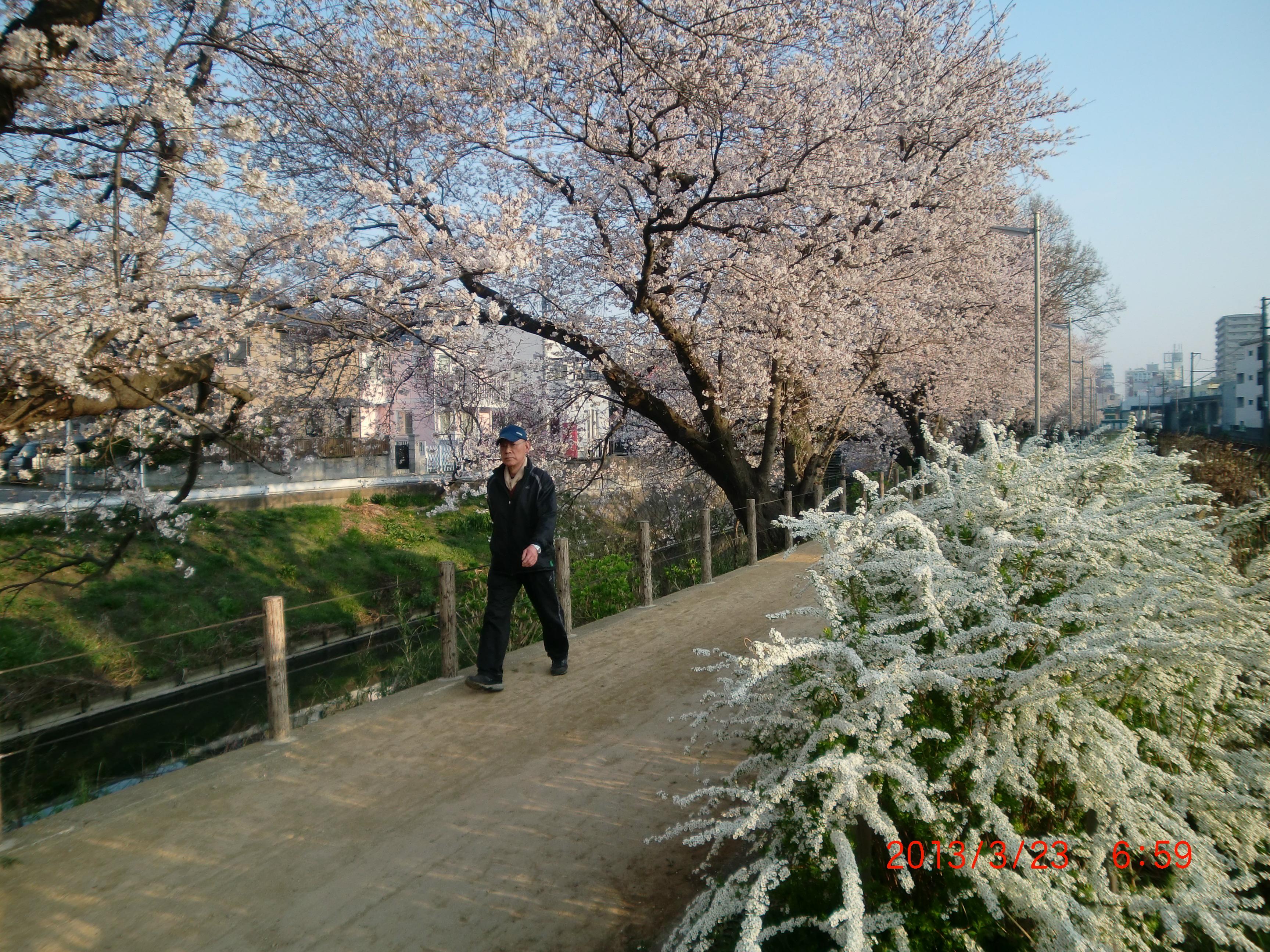 ����ƍ��Ƃ������ɍ炫�܂���