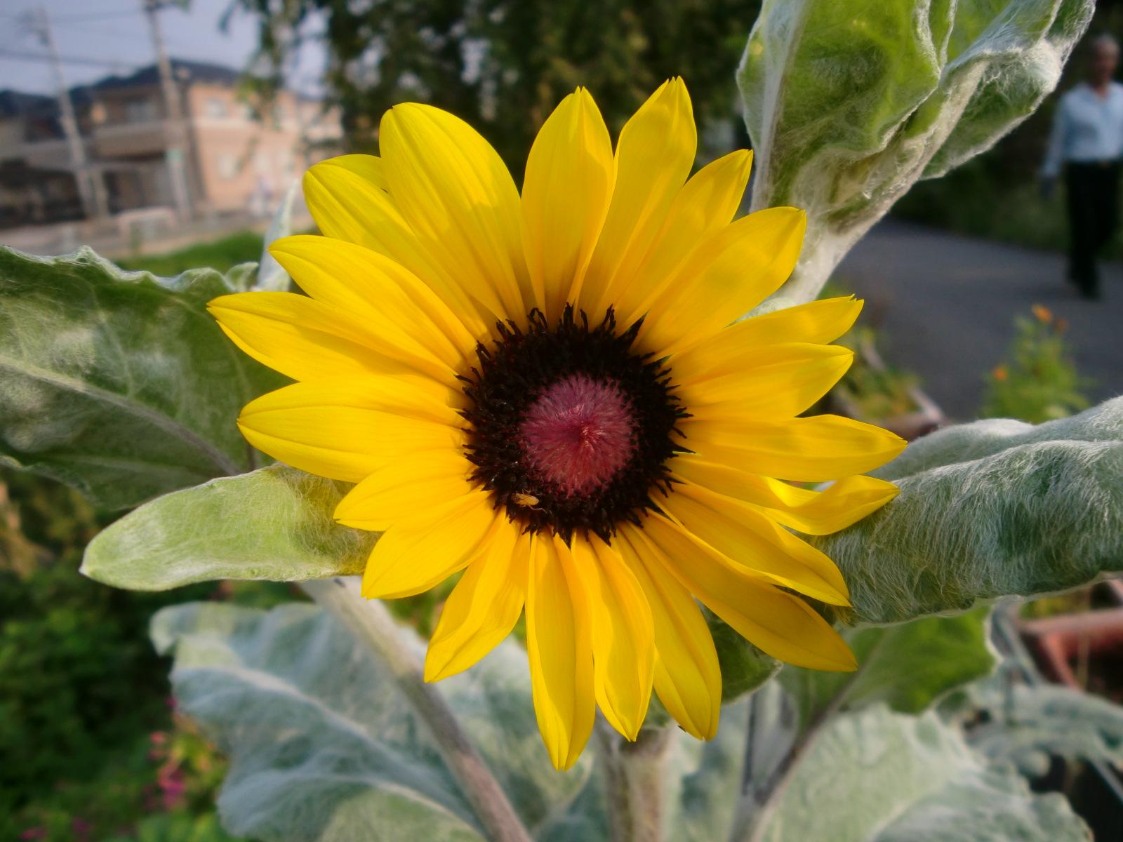 �x�m�����̋߂��Ō����܂����B�r���[�h�̗t���������Ǝv���܂����B