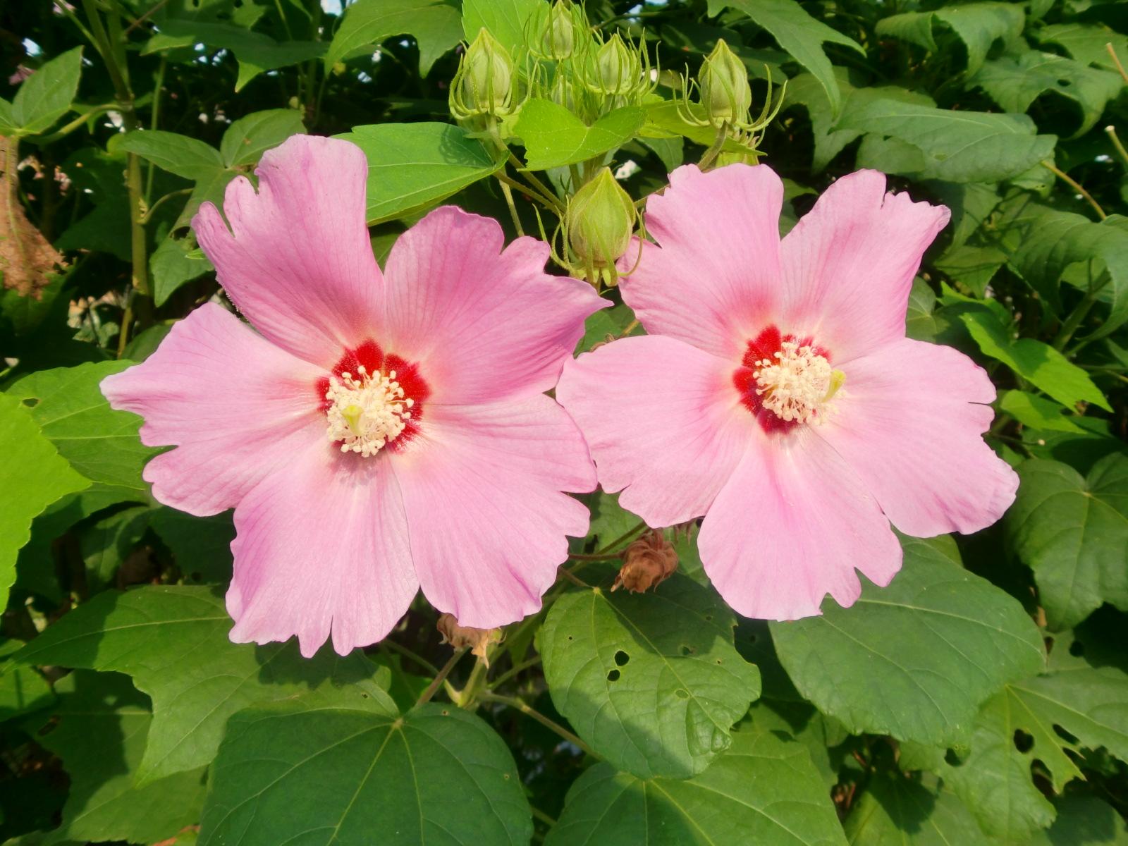 ���c���̋߂��ɍ炢�Ă��܂��B