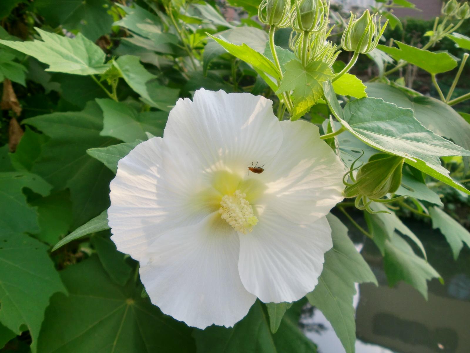 ��̔��Α��ɂ��炢�Ă��܂��B