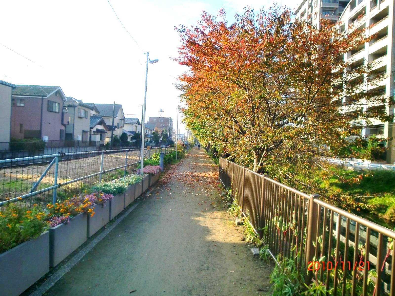 2010�N�H�A���̗t�ŕ������ʂ�N�₩�ł��B