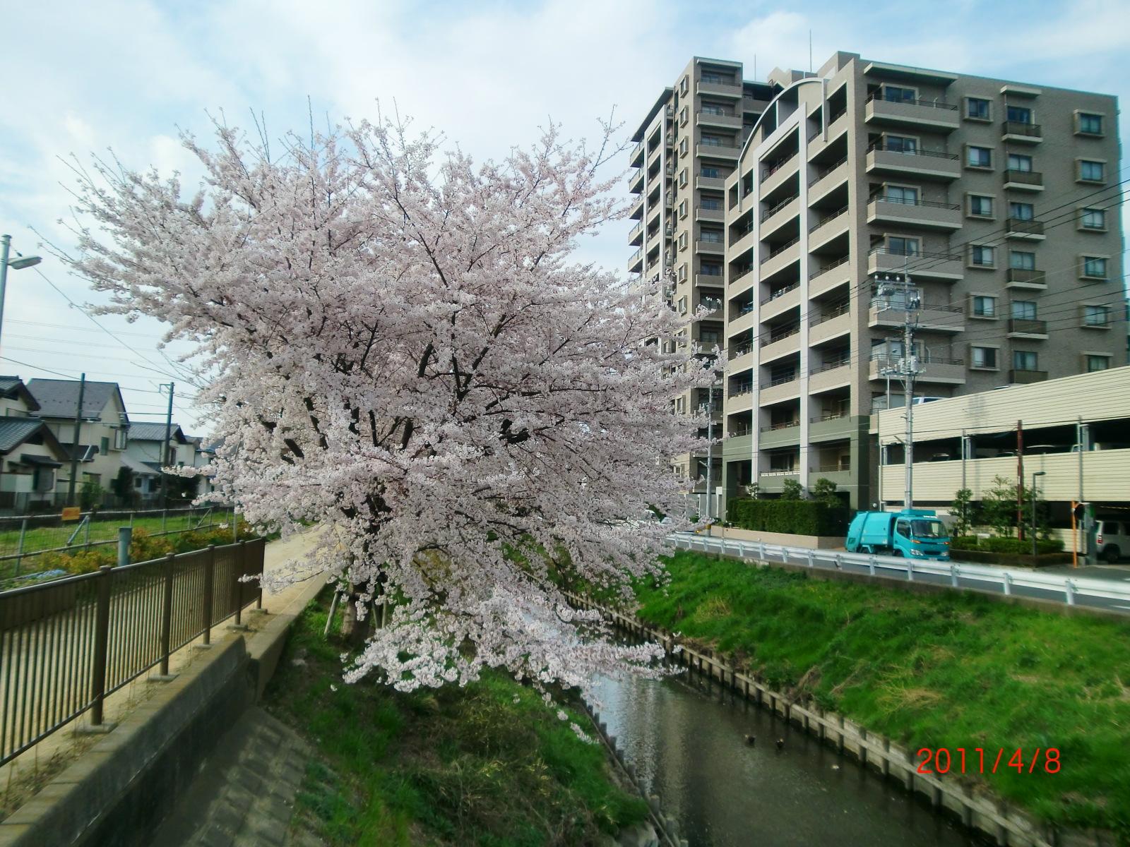 ���o�������牺����]�ށB�B�Ő����̉ԁB