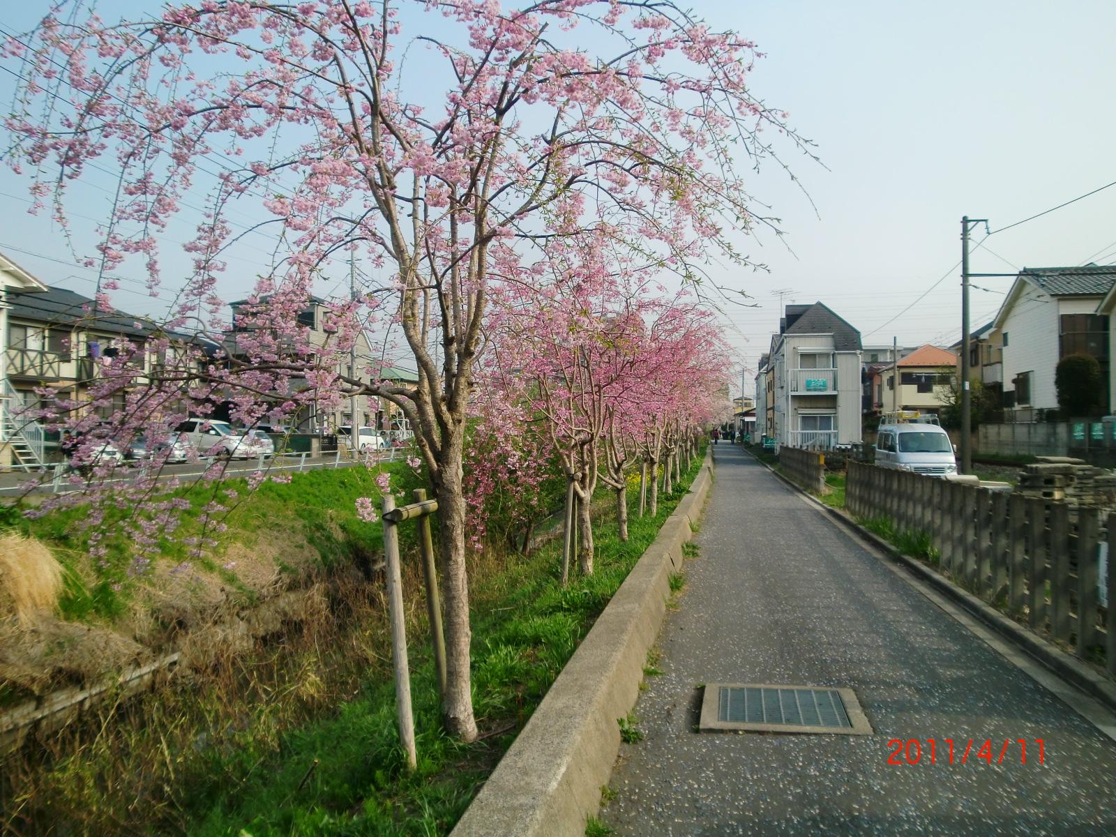 �x�m�������ʂ��璬�c�����ʂɂ�������̕��؂��������Ă��܂��B