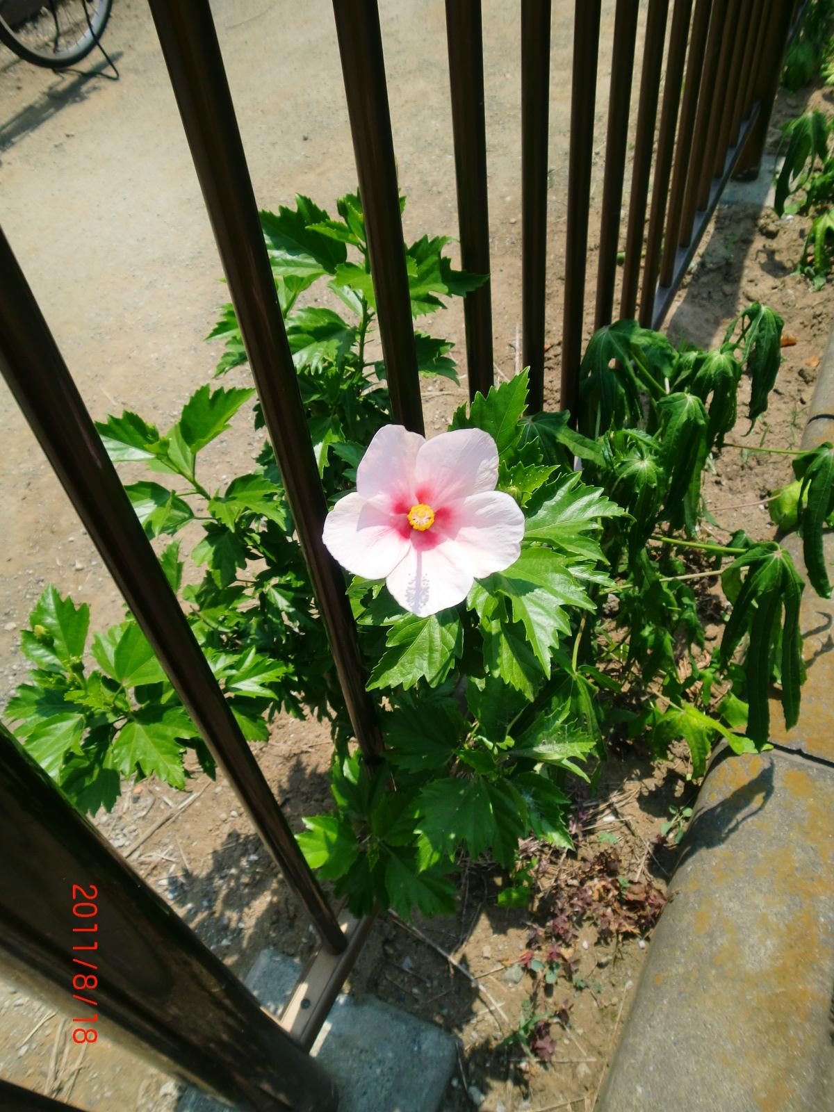 ����̓n�C�r�X�J�X�ł��B�n�C�r�X�J�X�ɂ͐F�X�Ȏ�ނ�����܂��B   