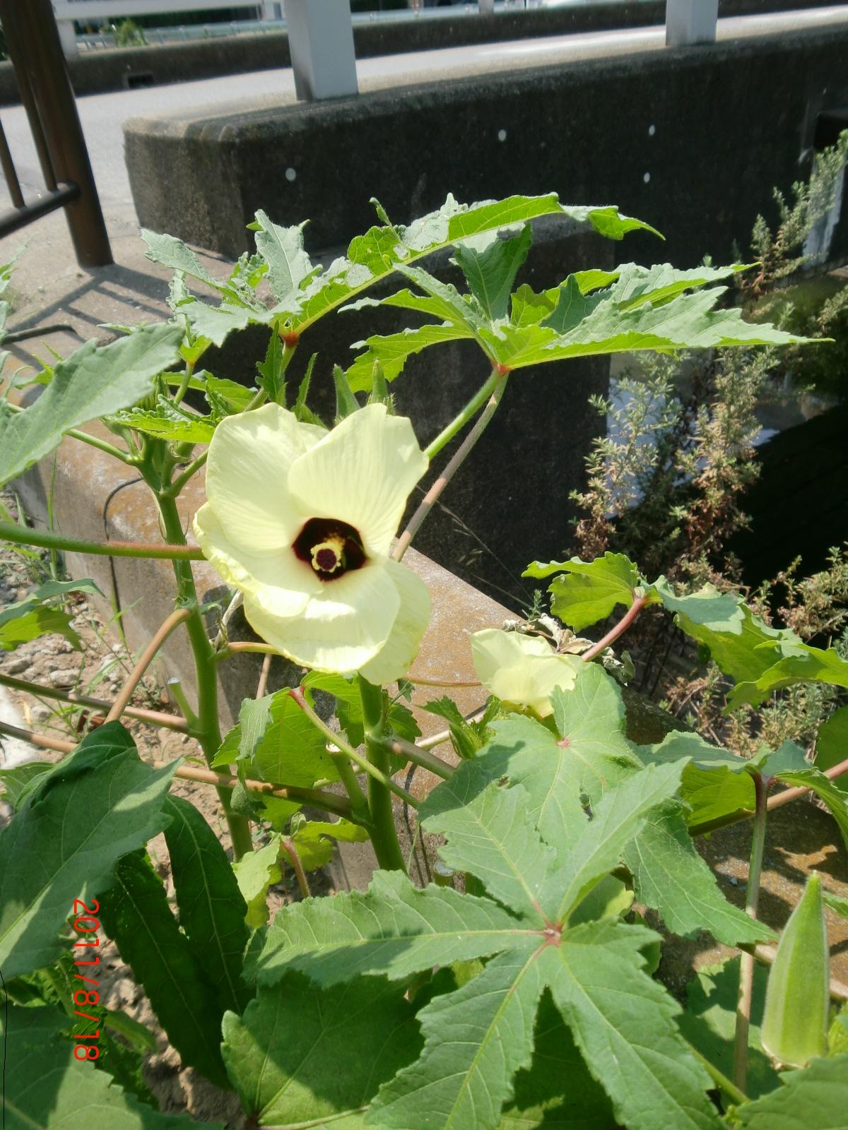 ����̓I�N���̉Ԃł��B�n�C�r�X�J�X�̒��Ԃł��B�g�g���A�I�C�̌Z�핪�ł��B   