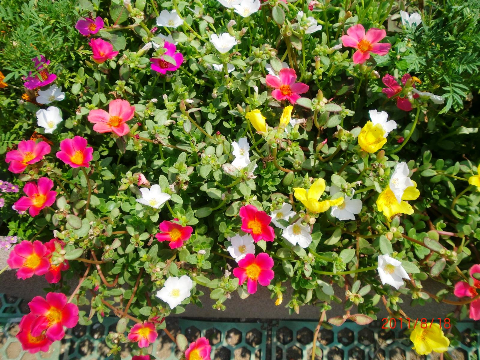 ���N�̉Ă͋L�^�I�Ȗҏ����������܂����B