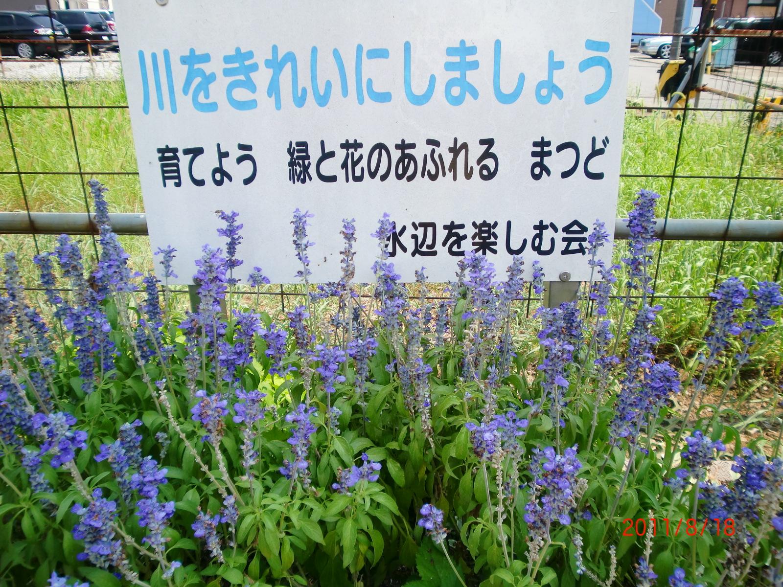 North�@Pole�ƉԂ̖��O�������Ă��܂��B