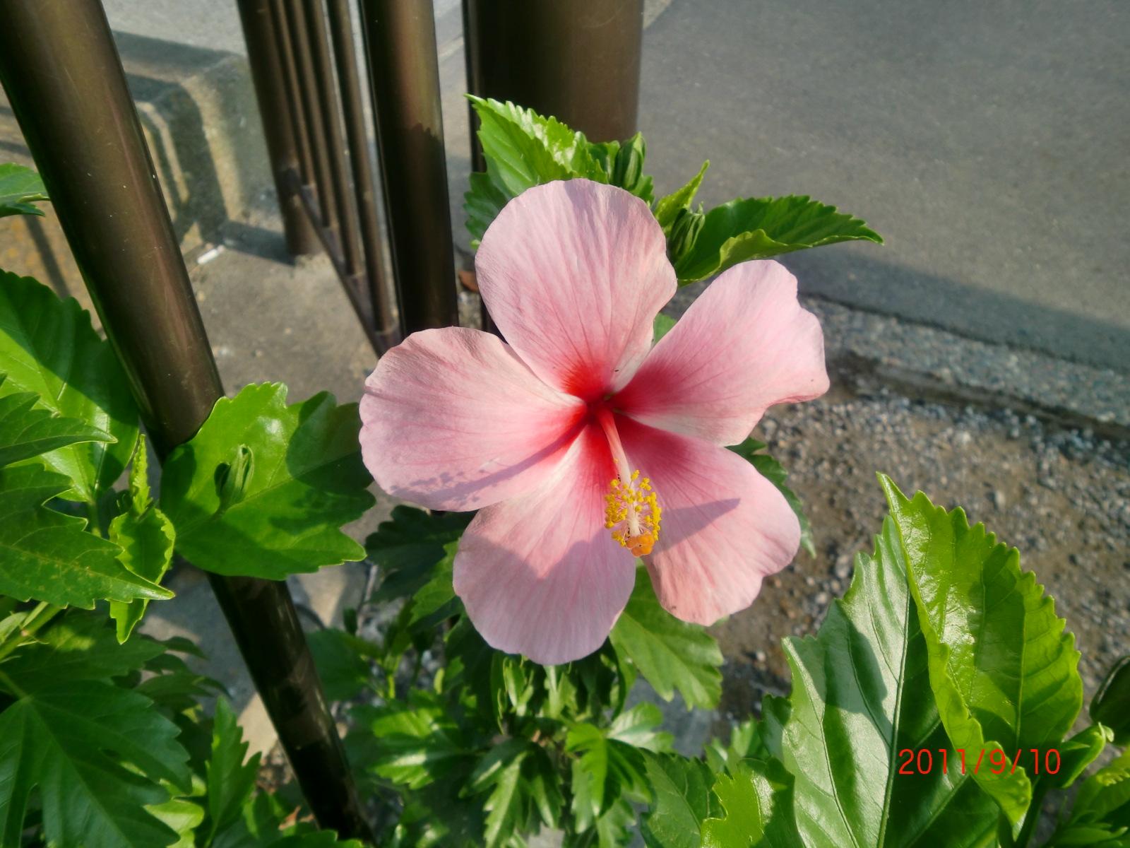 �A�n�C�r�X�J�X�ł��B��Ă̍��n���C�ł͊_���ɂȂ��Ă���Ƃ��낪����܂��B 