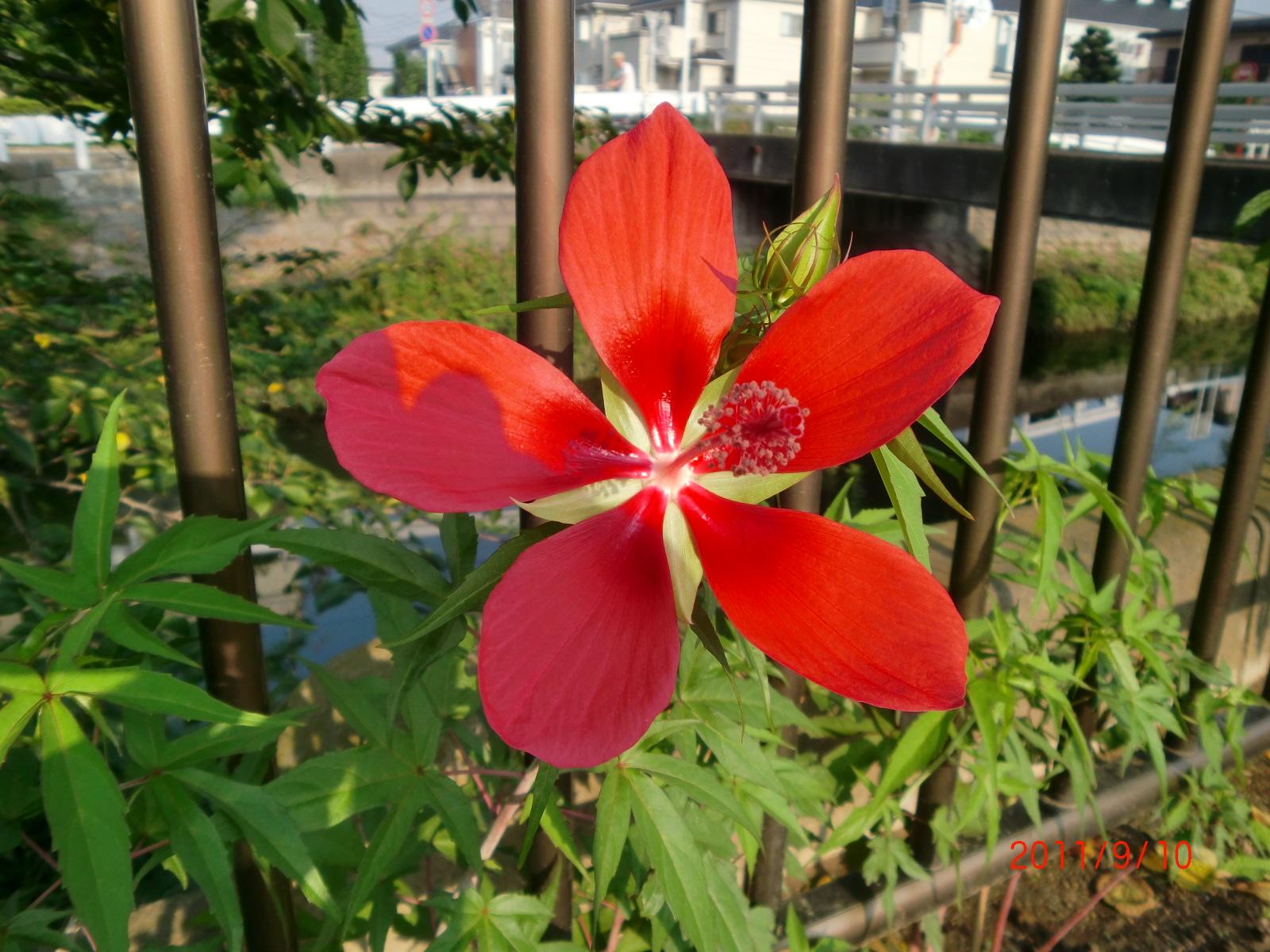 ����̓��~�W�A�I�C�ł��B�g�g���A�I�C�̌Z�핪�ł��B   