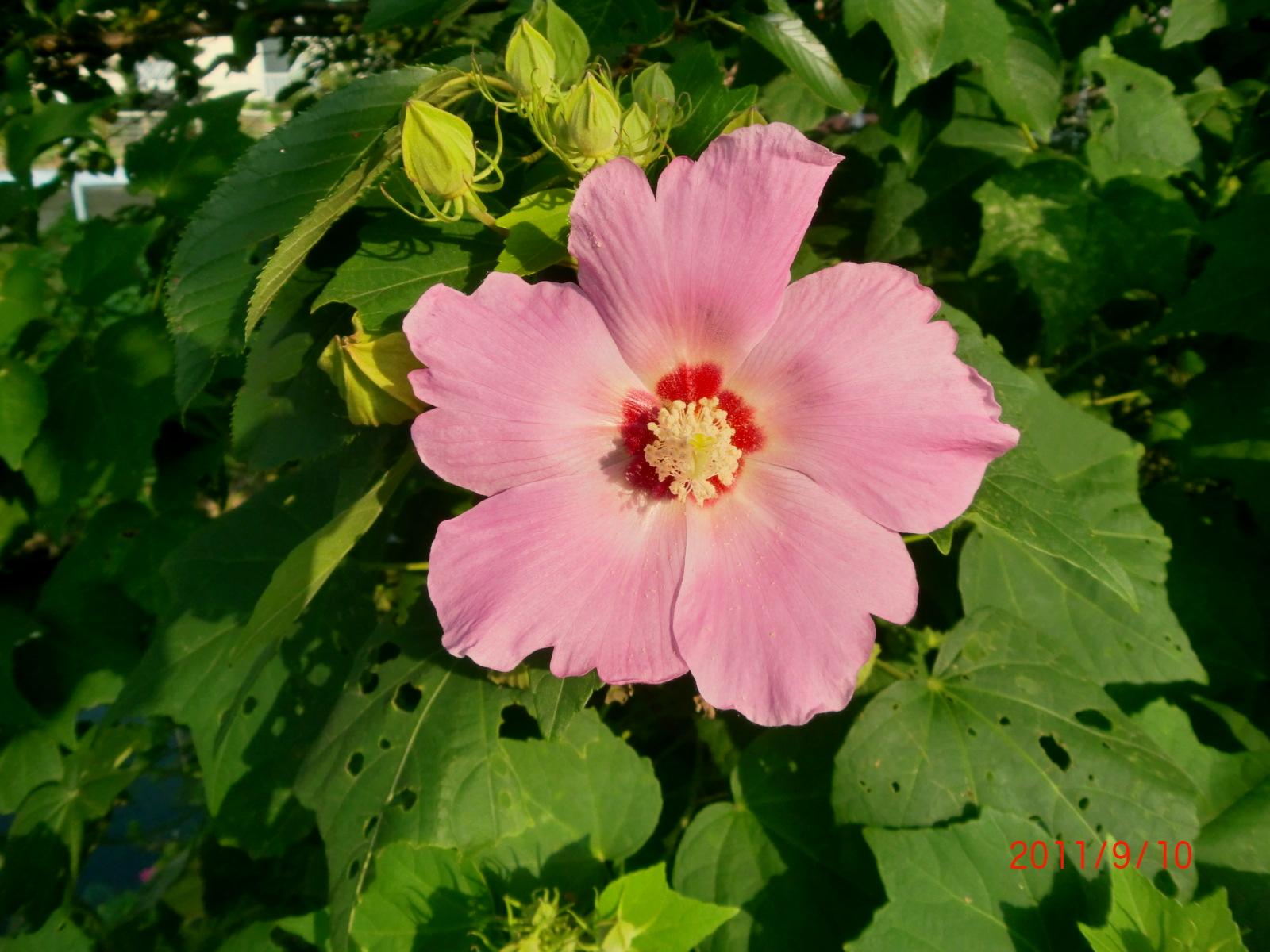 �D�t���E�ł��B�����؂̂��������ɍ炢�Ă��܂��B