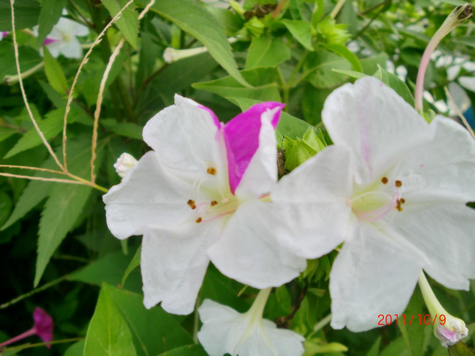 �����낢�Ԃ̂��낢��ȉԂ̐F���y����ł�������