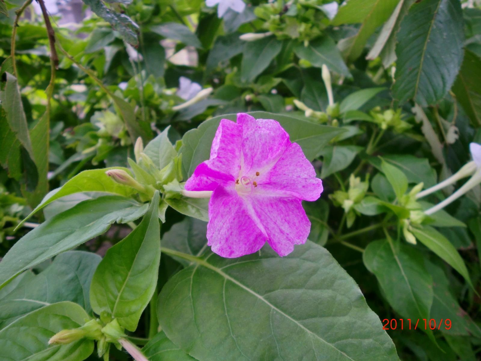 �����낢�Ԃ̂��낢��ȉԂ̐F���y����ł�������