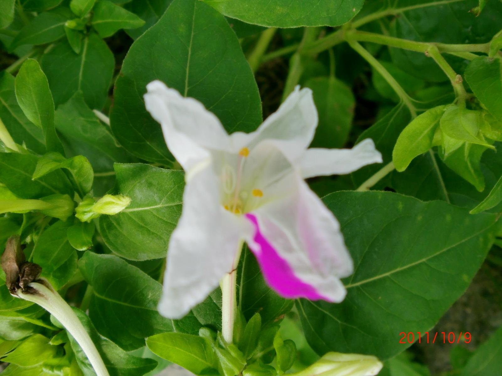 �����낢�Ԃ̂��낢��ȉԂ̐F���y����ł�������