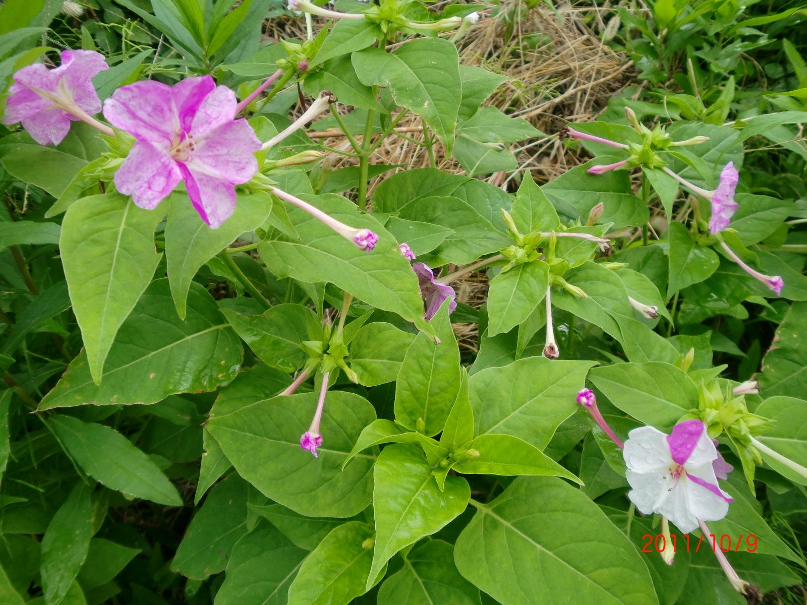 �����낢�Ԃ̂��낢��ȉԂ̐F���y����ł�������