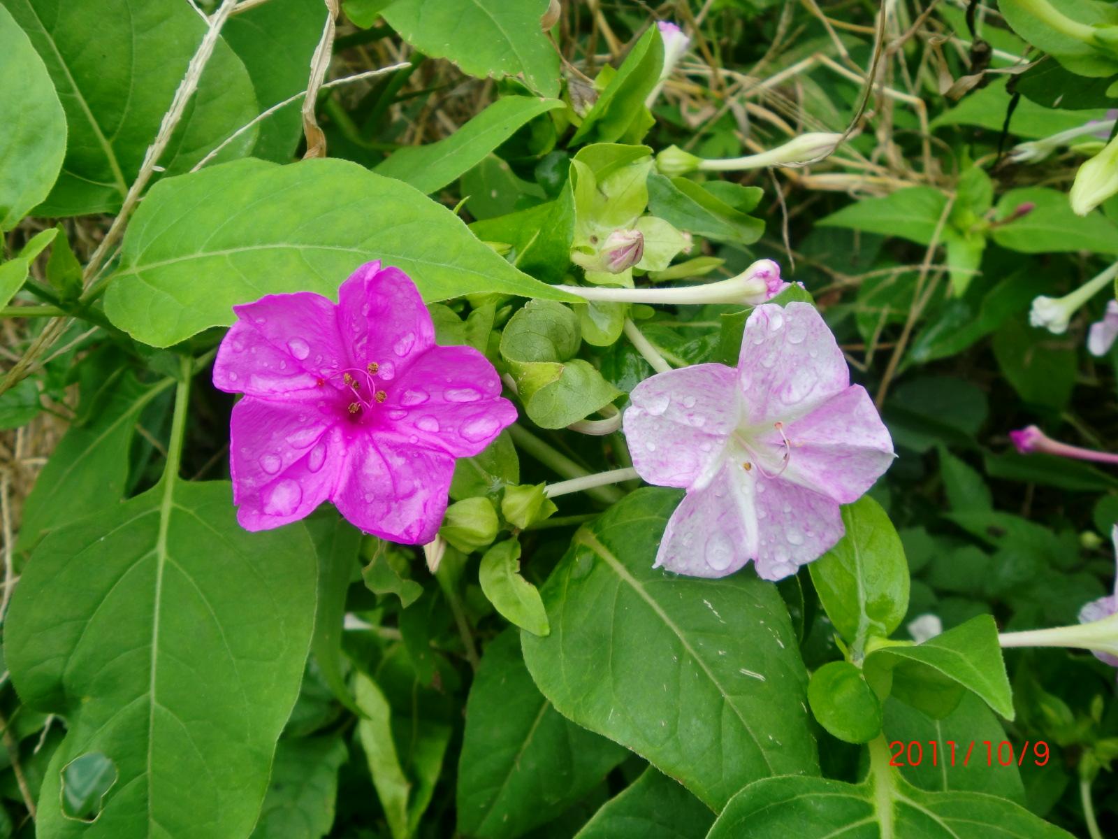 �����낢�Ԃ̂��낢��ȉԂ̐F���y����ł�������