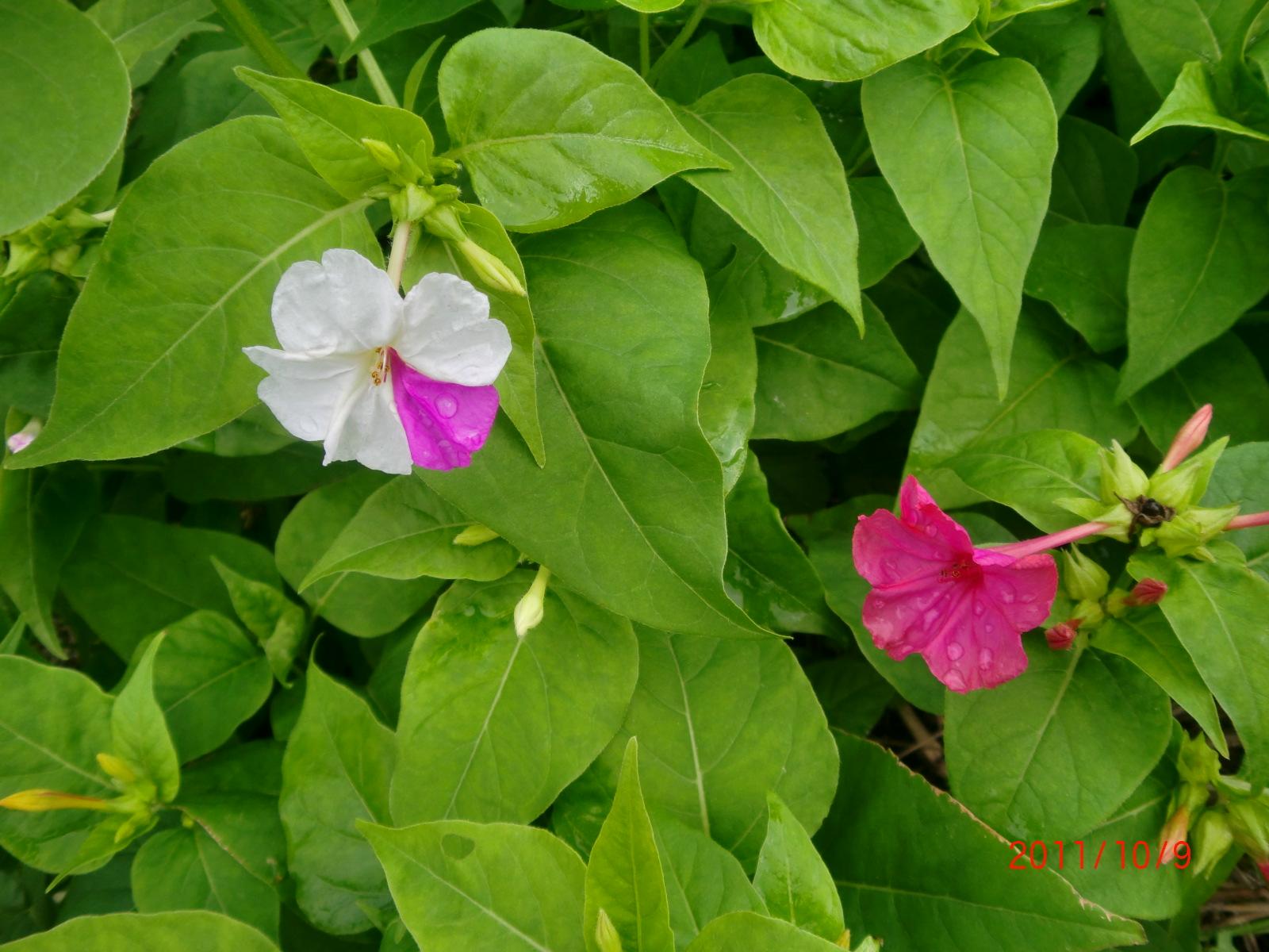 �����낢�Ԃ̂��낢��ȉԂ̐F���y����ł�������