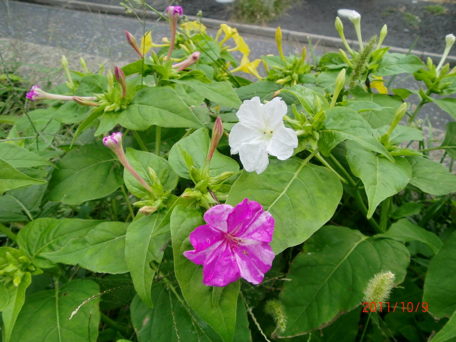 ��O�̐ԁA�������A�^�񒆂̏����A����̉��F�Ɣ��ɋ߂��ɉԂ��炢�Ă��邽�߁A�ʂ̉Ԃ̉ԕ����󕲂��邽�߁A���܂��܂ȐF�̕ω����N����ƍl�����܂��B