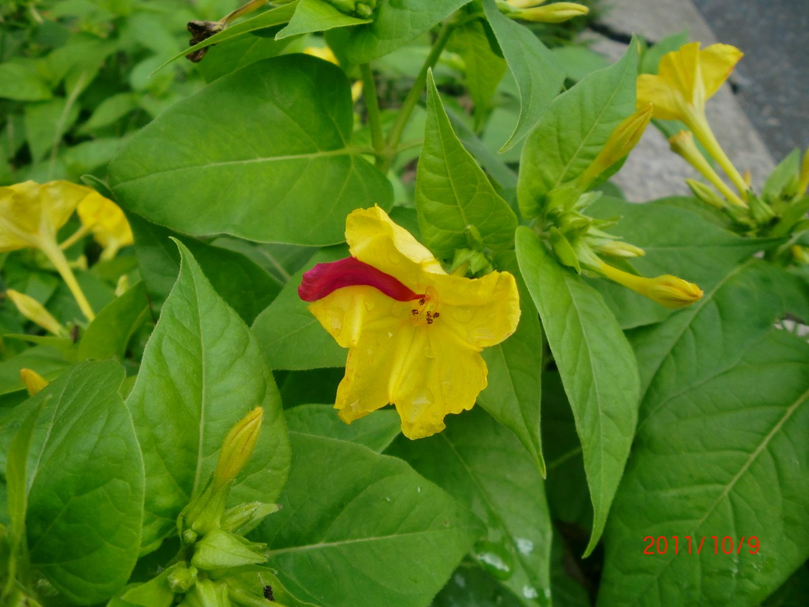 �����낢�Ԃ̐F�͉��F�A�ԁA������{�ł��B�߂��ɍ炢�Ă���ʂ̐F�̉ԕ����󕲂���Ƃ��낢��ƉԂ̐F�ɕω����N����܂��B