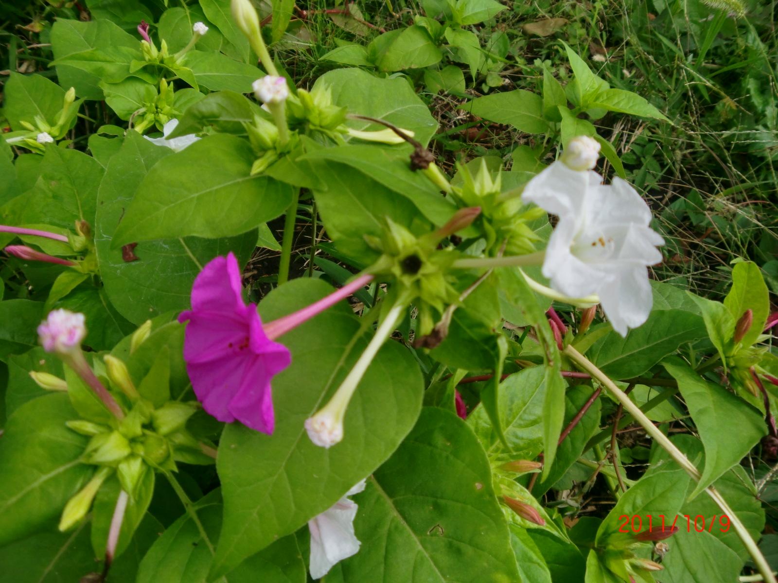 �����}����ʂ̐F�̉Ԃ��炢�Ă��܂��B