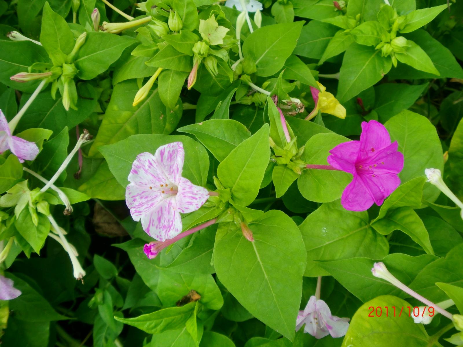 �����낢�Ԃ̂��낢��ȉԂ̐F���y����ł��������B