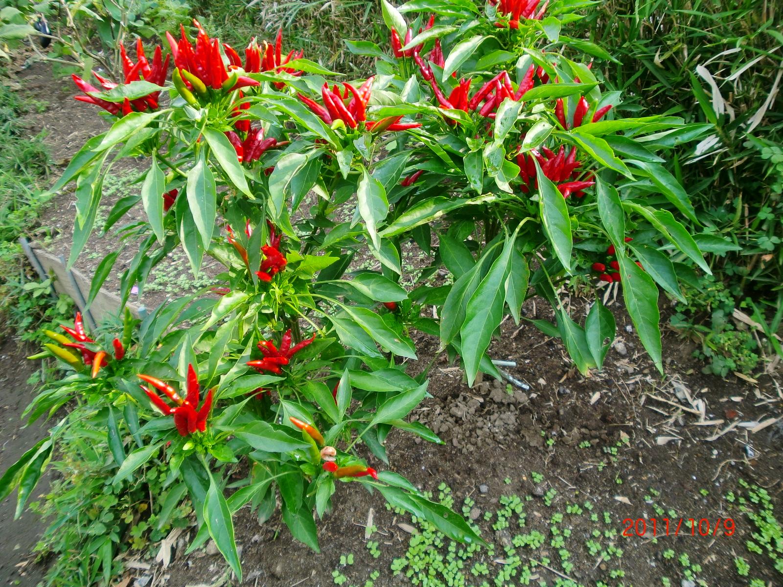 �g�E�K���V�̎�����R�Ȃ��Ă��܂����B