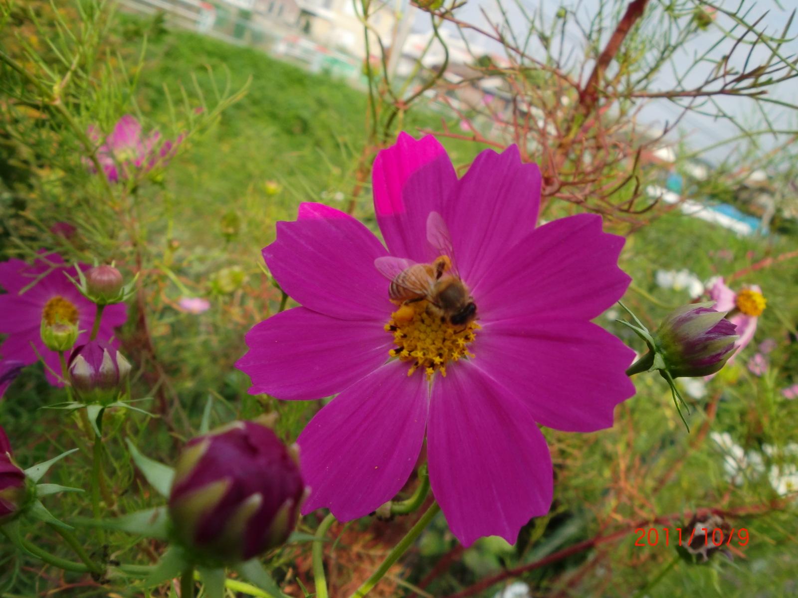 �R�X���X�̉Ԃт�͉����ł����H�����͂����ɕ�����Ă��܂����H