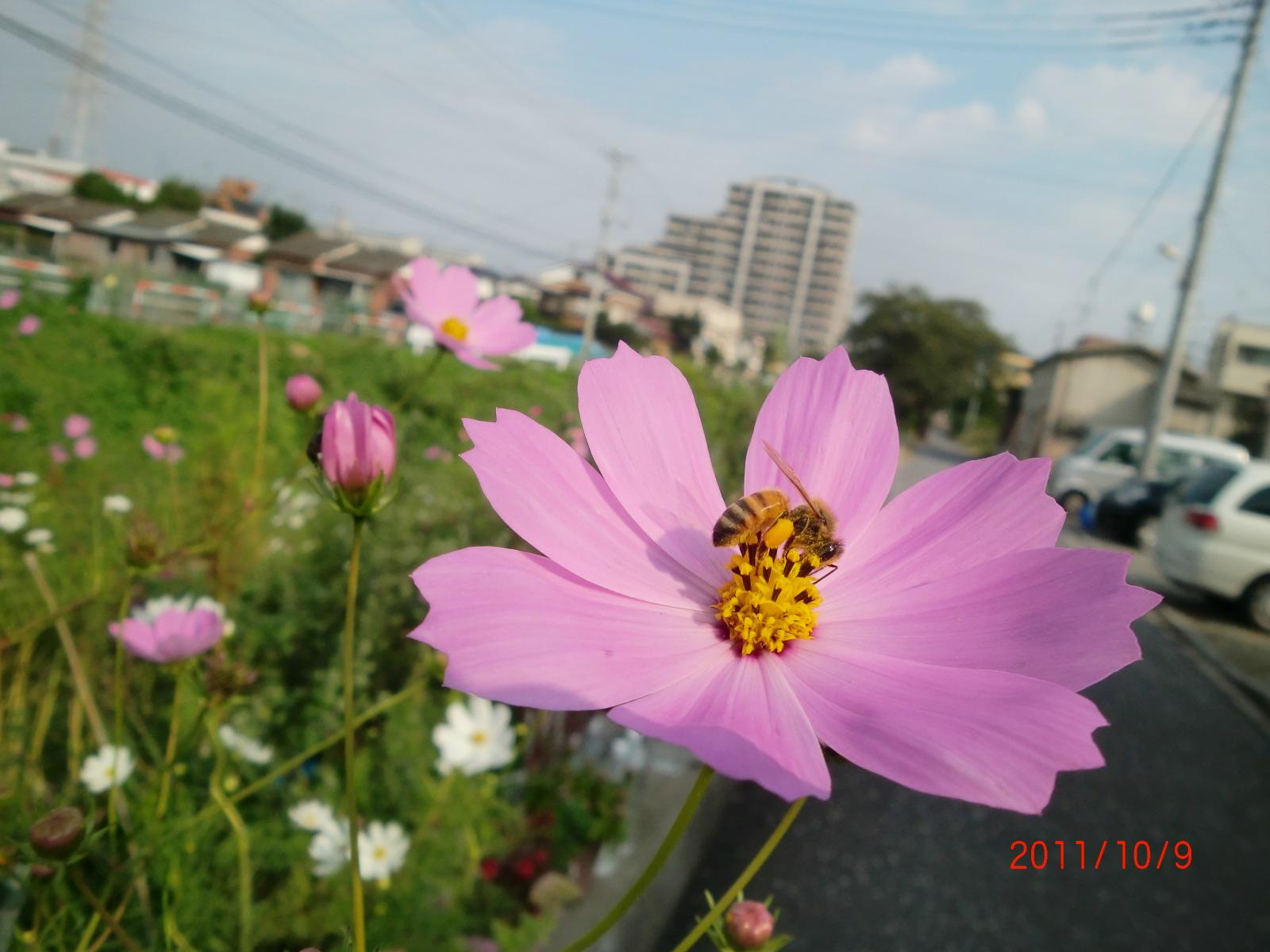 �R�X���X�̉Ԃɗ����~�c�o�`�̑��ɉԕ��̌ł܂肪�t���Ă��܂��B�����܂����H