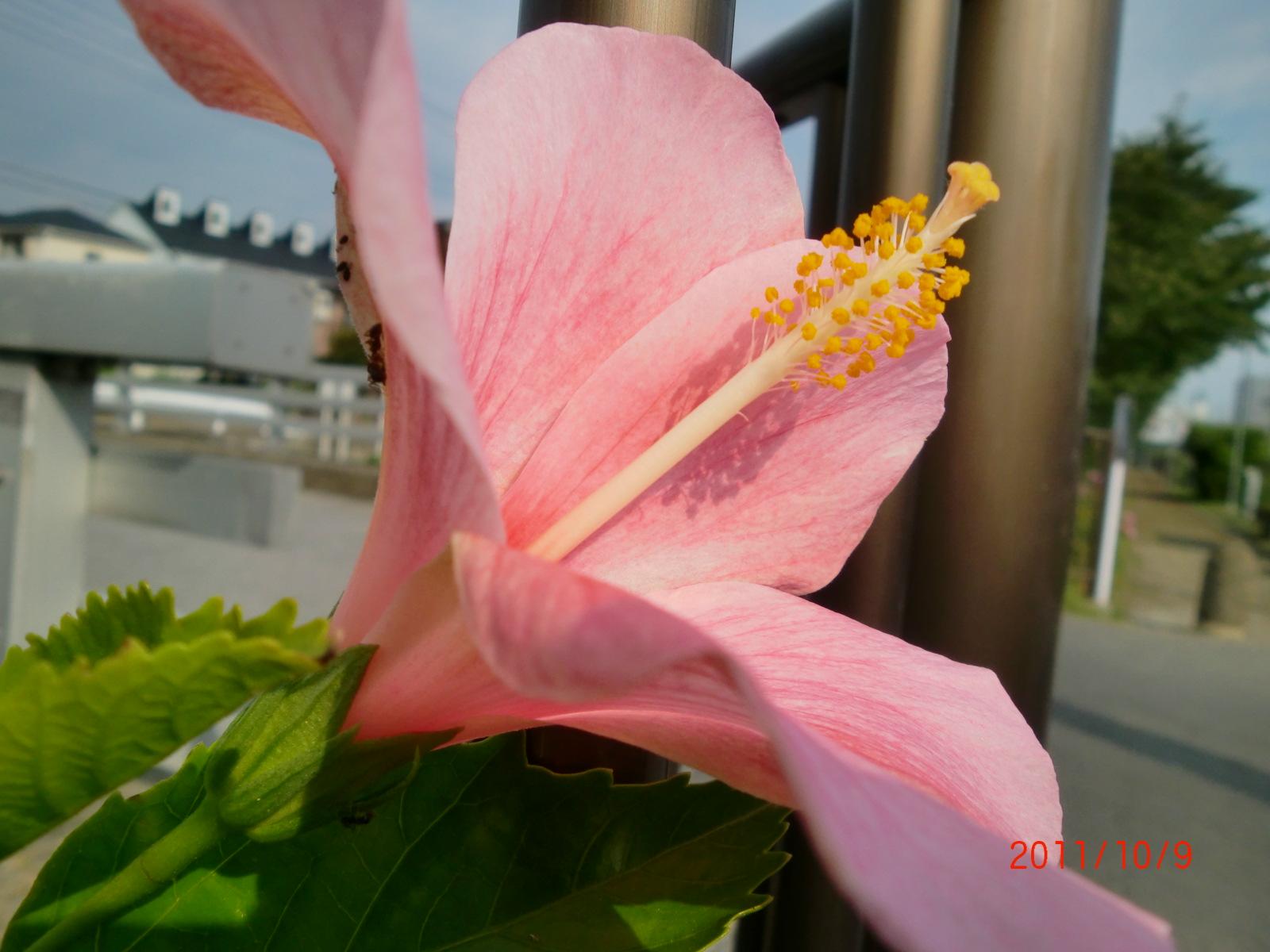 �n�C�r�X�J�X�̉Ԃ̂����ׂƂ߂��ׂ��͂�����ƌ����Ă��܂��B