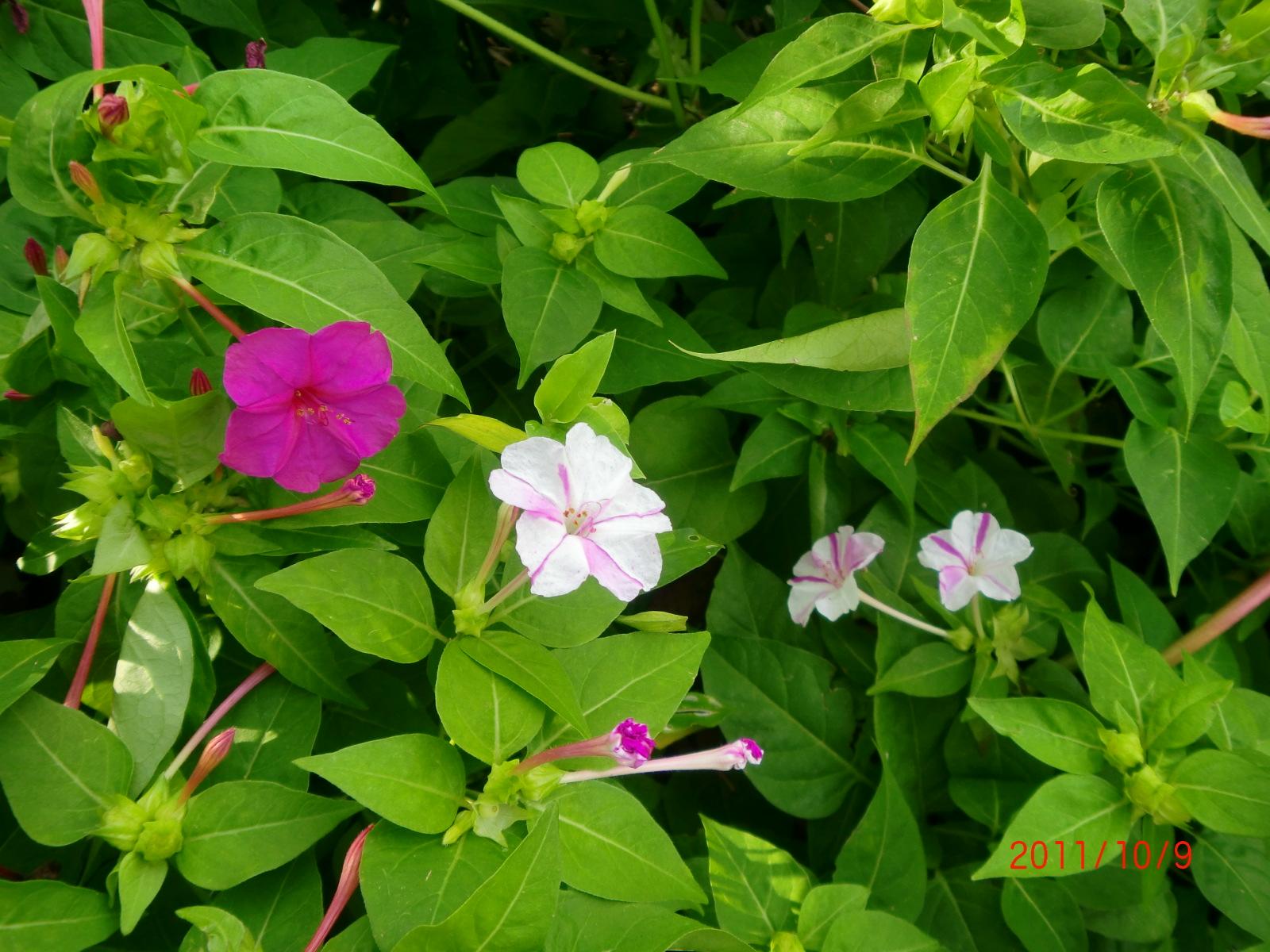 �ԂƔ��Ƃ��󕲂ɂ��A���荬�����Ă��܂��B