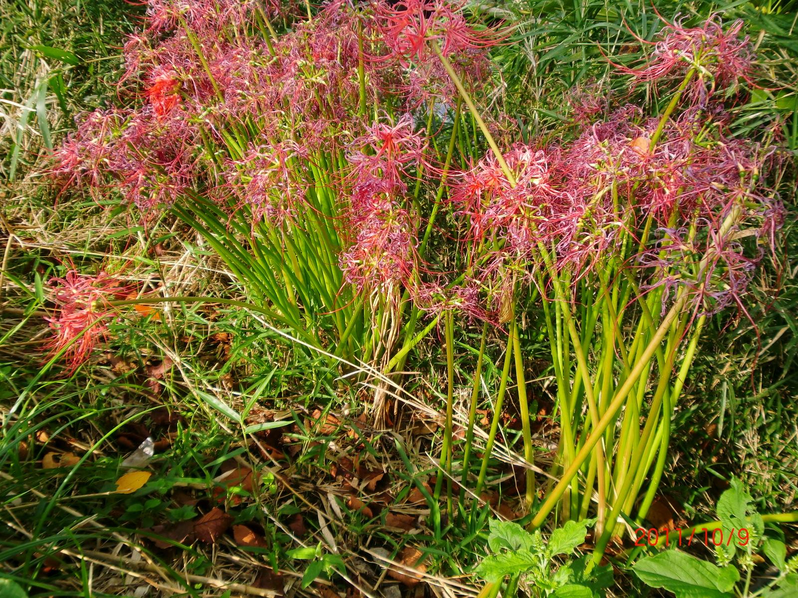 �q�K���o�i���Ő������߂��āA�͂ꂩ�����Ă��܂��B