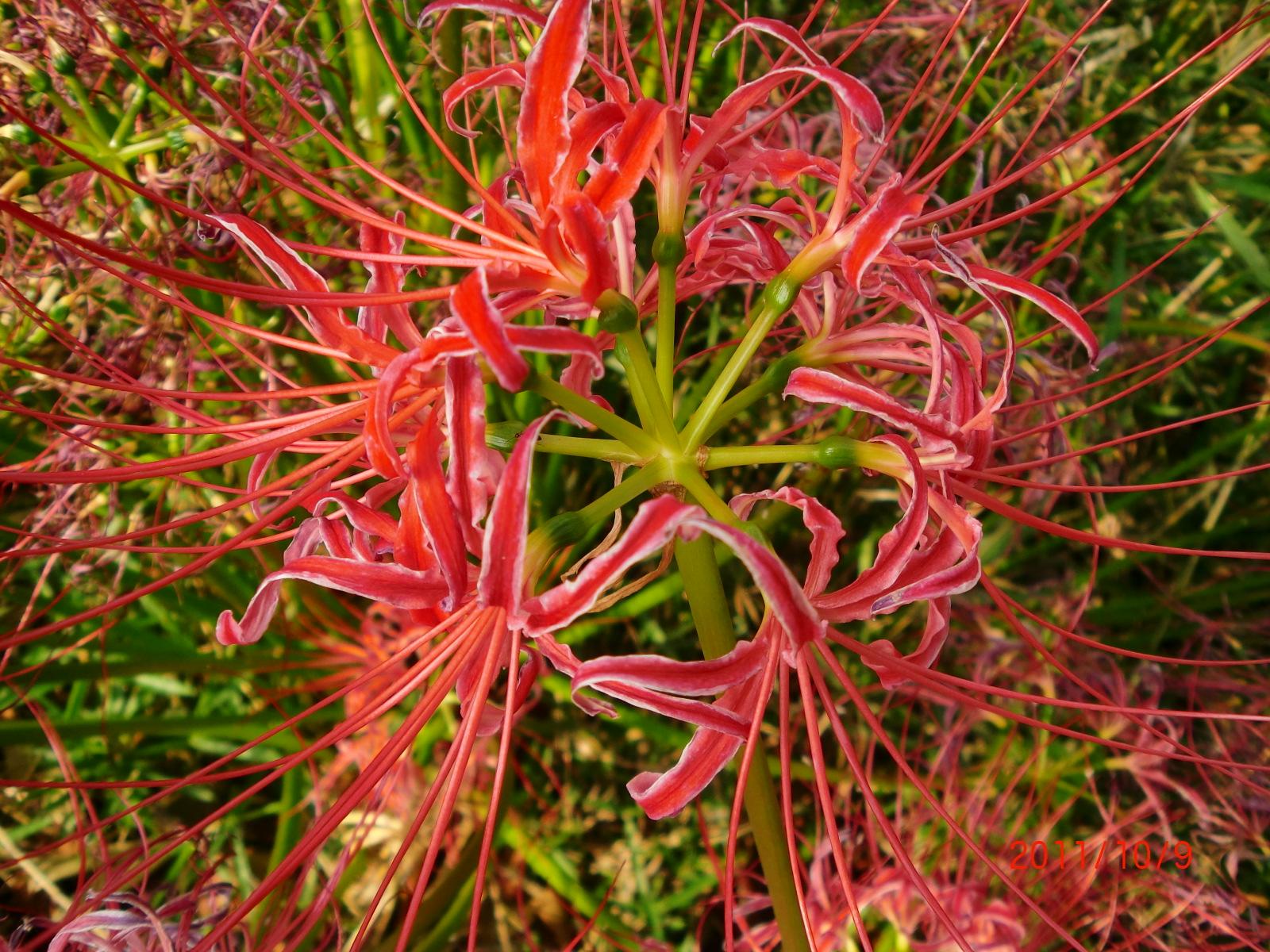 �q�K���o�i�̊g��ʐ^�ł��B