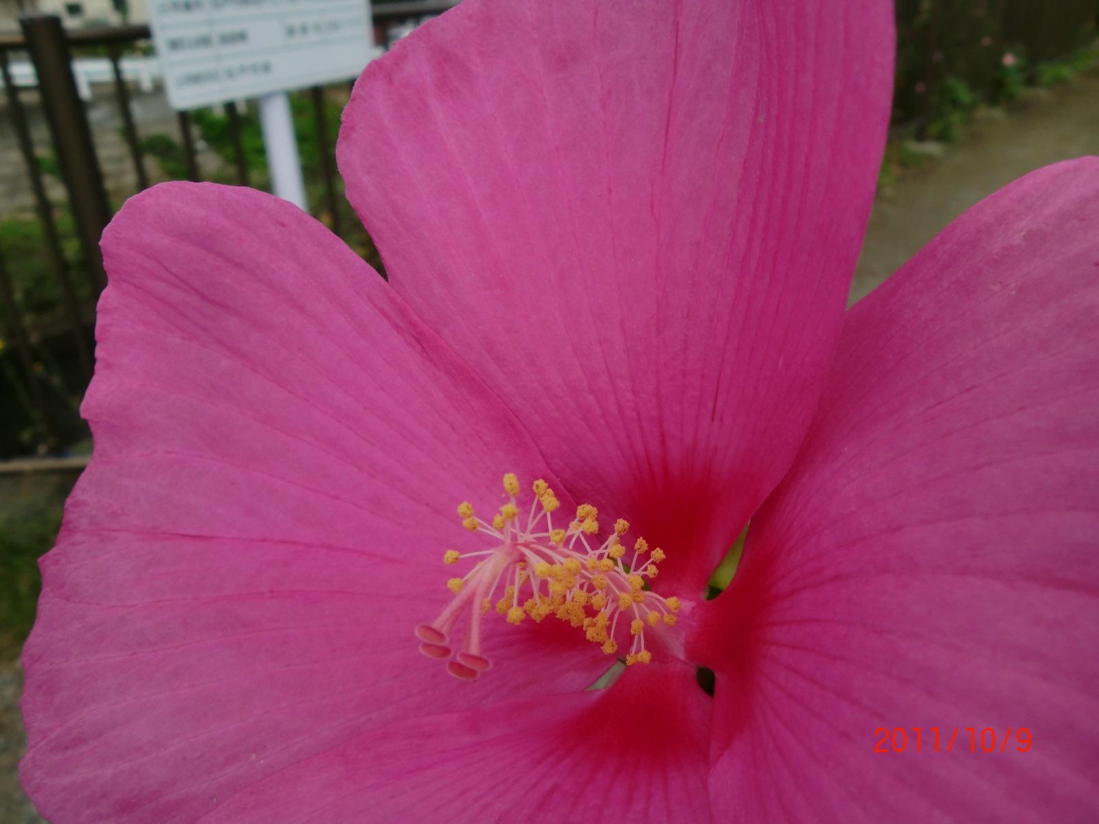 �A�����J�t���E�i���m�ӂ悤�j�̂����ׂƂ߂��ׂ������Ă��܂��B