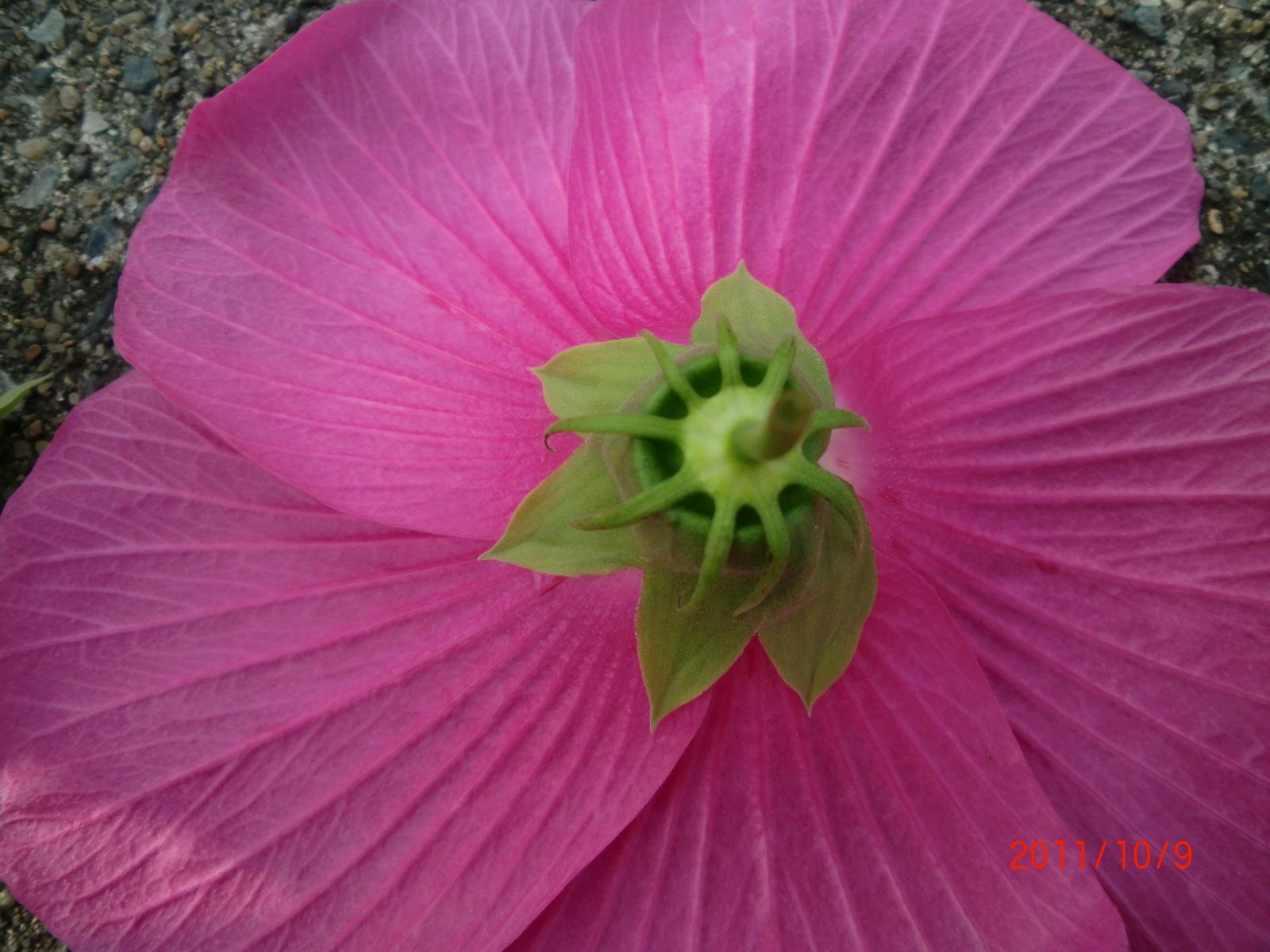 �Ԃ̗����ł��B�������Ԃт�̐��Ɠ����ɂȂ��Ă��܂��B